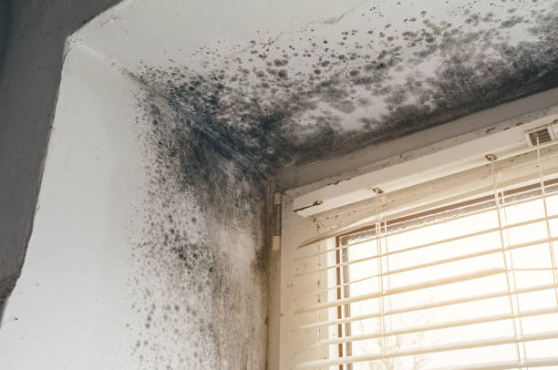 Affordable Basement Mold Removal solutions in Aldie, VA