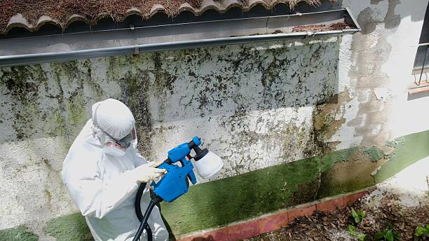 Top rated local Basement Mold Removal specialists in Aldie, VA